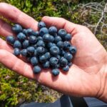 Stockholm Archipelago Tour by Kayak - The Authenticity and Value of This Experience