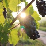 Ston and Peljesac with Wine Tasting Private Tour - Who Should Consider This Tour?