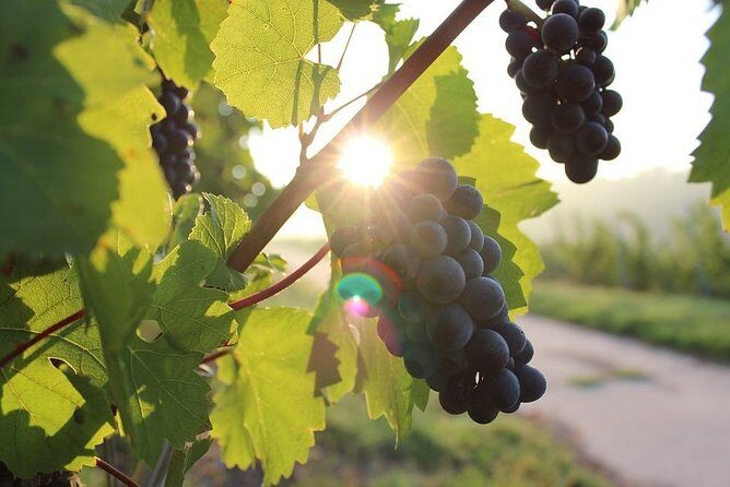 Ston and Peljesac with Wine Tasting Private Tour - Who Should Consider This Tour?