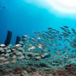 SUBMARINE ADVENTURE - Submarine Excursion in Puerto de Mogán - The Experience in Detail