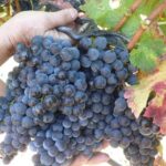 Sunset Tour with visit and guided tasting of 5 wines and local products - An In-Depth Look at the Sunset Wine Tour