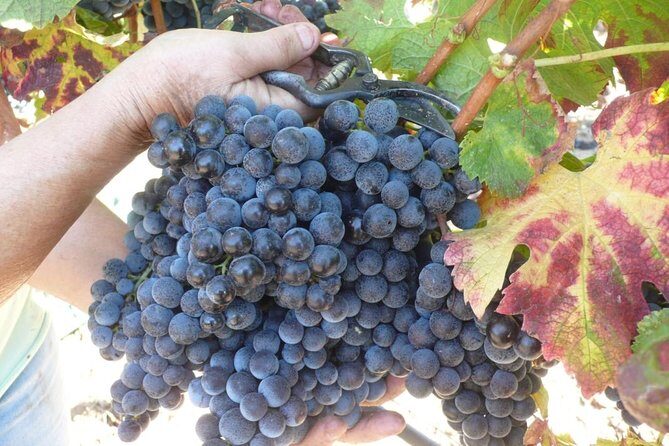 Sunset Tour with visit and guided tasting of 5 wines and local products - An In-Depth Look at the Sunset Wine Tour