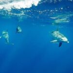 Swim with Dolphins in the Azores - Who Should Book This Tour?