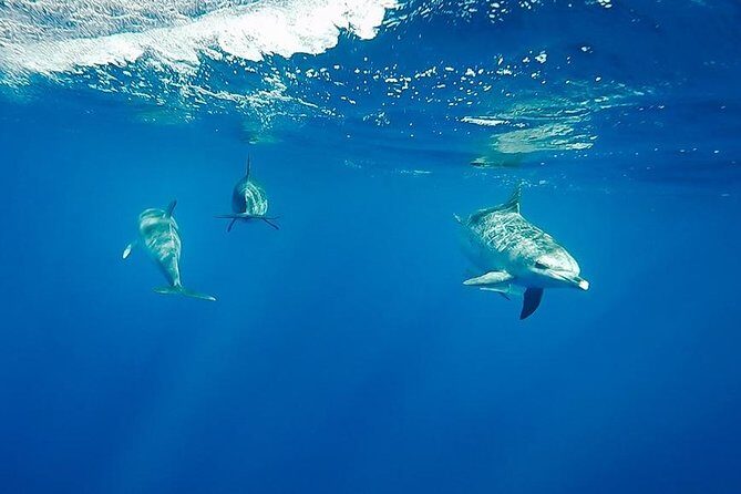 Swim with Dolphins in the Azores - Who Should Book This Tour?