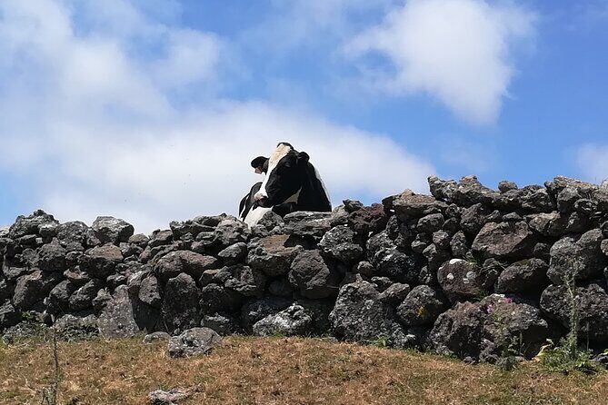 Terceira Island Transfers | Azores - The Experience: What to Expect