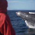 The Original Classic Whale Watching from Reykjavik - What to Expect from Your Whale Watching Cruise