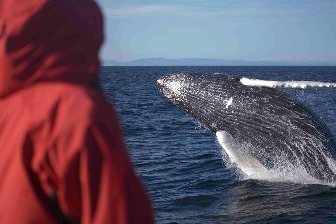 The Original Classic Whale Watching from Reykjavik - What to Expect from Your Whale Watching Cruise