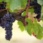 The Original Syrah Wine Tour (2:00 pm - 6:30 pm) - Small Group Tour from Lyon - What Makes This Tour Stand Out?