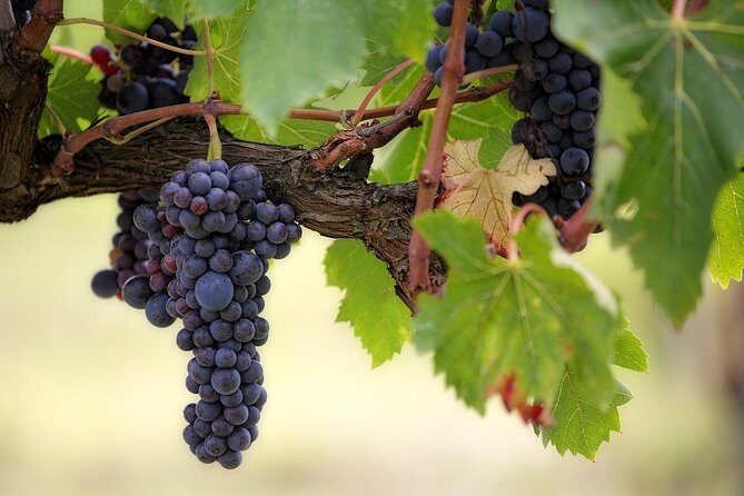 The Original Syrah Wine Tour (2:00 pm - 6:30 pm) - Small Group Tour from Lyon - What Makes This Tour Stand Out?