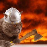 The Reykjavik Cat Walking Tour - What’s Included & Practical Details