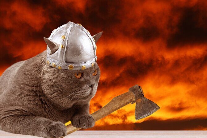 The Reykjavik Cat Walking Tour - What’s Included & Practical Details