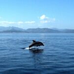 Tour in rubber dinghy and snorkeling in the Protected Marine Area of Tavolara - Final Thoughts