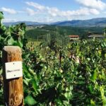 TRANSFER TOUR Florence to Rome with a wine experience in MONTEPULCIANO - Why This Tour Works Well