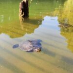 Trekking in the Wood with picnic on the turtles lake - Practical Details and Tips