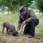 Truffle Cavage Demonstration - A Complete Look at the Truffle Cavage Demonstration in Beaune