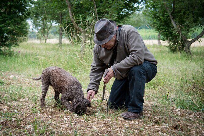 Truffle Cavage Demonstration - A Complete Look at the Truffle Cavage Demonstration in Beaune
