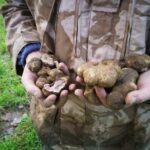 Truffle hunting - A Close Look at the Truffle Hunting Experience