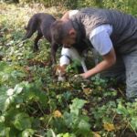 Truffle hunting adventure - Detailed Look at the Itinerary