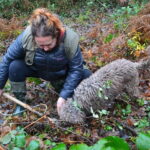 Truffle Hunting Experience with Lunch in San Miniato - The Experience: Pros & Cons