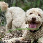 Truffle Hunting in Velebit with Gastronomic Experience - Who Will Love This Tour?