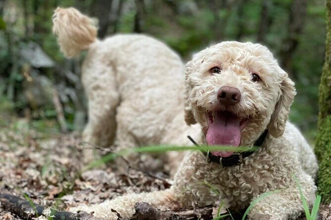 Truffle Hunting in Velebit with Gastronomic Experience - Who Will Love This Tour?
