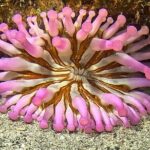 Try diving in Lanzarote Beginners 2 dives - Costa Teguise - Who Is This Tour Best For?