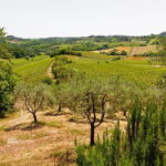 Tuscany Day Trip from Florence: Siena, San Gimignano, Pisa and Lunch at a Winery - The Sum Up: Who Is This Tour For?