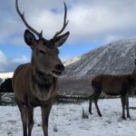 Ultimate Day tour Edinburgh: Glencoe, Highland Cows, Loch Lomond - Glencoe: Nature’s Dramatic Masterpiece
