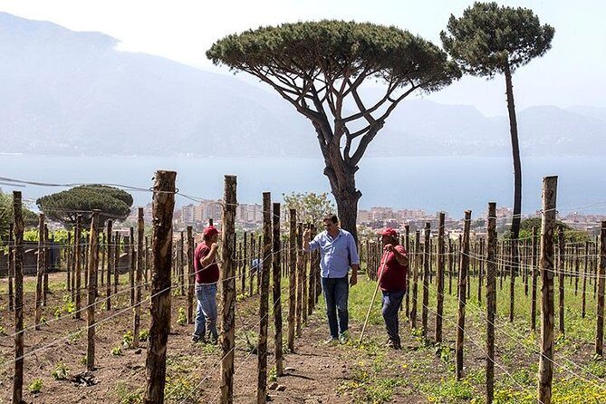 Vesuvio Gran cono + Wine Tasting & Lunch + Transfer from Naples - Final Thoughts