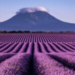 Visit the lavender fields, the Gorges du Verdon and Moustiers. - What Travelers Say