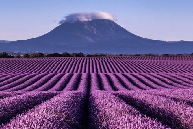 Visit the lavender fields, the Gorges du Verdon and Moustiers. - What Travelers Say