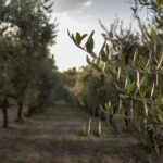 Visit to the olive grove, oil tasting and lunch at the farm - The Tour Breakdown: What to Expect