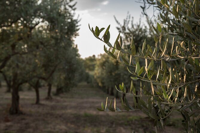 Visit to the olive grove, oil tasting and lunch at the farm - The Tour Breakdown: What to Expect