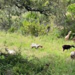 Walk in the Hills with Goat Herder-Local Honey, Wine and Cheese Tasting - The Tasting Experience: Honey, Wine, and Cheese
