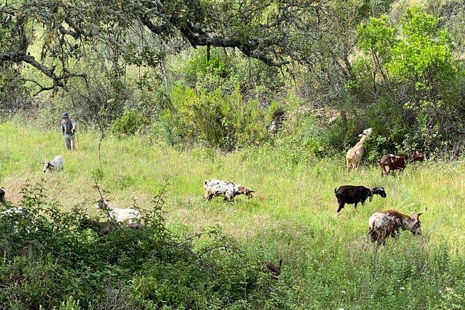 Walk in the Hills with Goat Herder-Local Honey, Wine and Cheese Tasting - The Tasting Experience: Honey, Wine, and Cheese