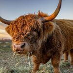 West Coast Lochs & Castles Tour - from Glasgow - Mysteries of Kilchurn Castle & Highland Cows