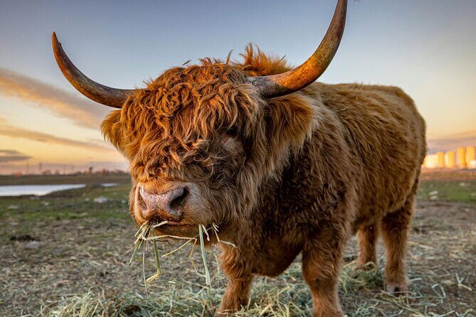 West Coast Lochs & Castles Tour - from Glasgow - Mysteries of Kilchurn Castle & Highland Cows
