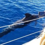Whale and Dolphin Small Group Sailing from Tenerife South - Why You Should Book This Tour