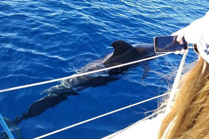 Whale and Dolphin Small Group Sailing from Tenerife South - Why You Should Book This Tour