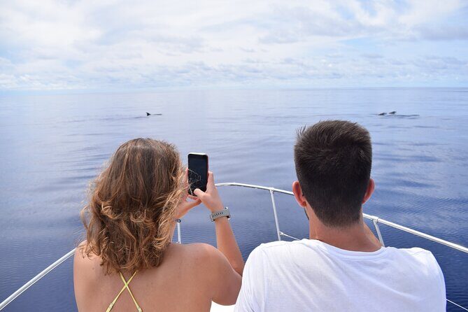 Whale and Dolphin Watching Tour in Madeira - The Value Proposition