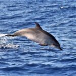 Whale & Dolphin Watching in Madeira - The Itinerary: What to Expect on Your Sea Adventure