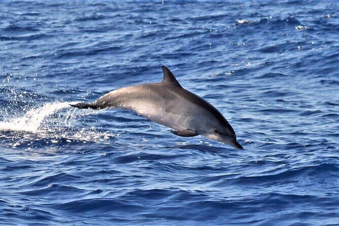 Whale & Dolphin Watching in Madeira - The Itinerary: What to Expect on Your Sea Adventure