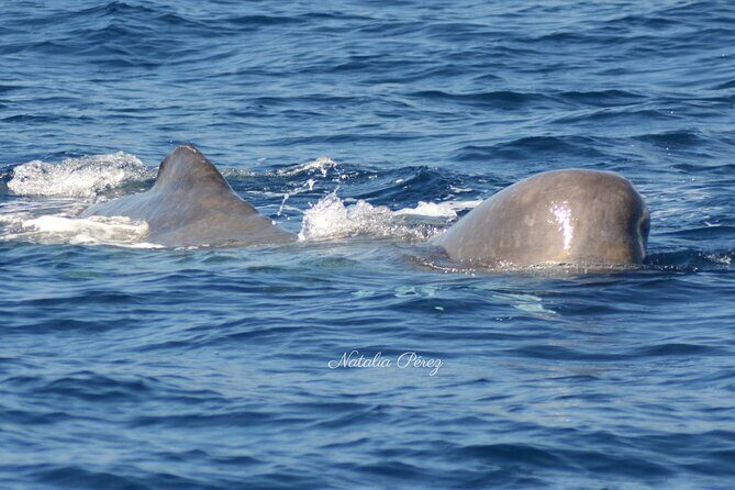 Whale Watching Activity in North Coast - The Sum Up