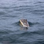 Whale Watching and Jeep Tour - Final Thoughts