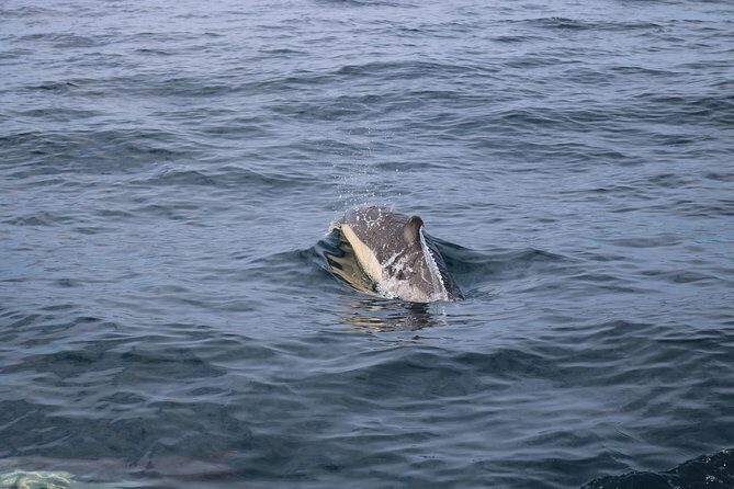 Whale Watching and Jeep Tour - Final Thoughts