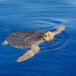 Whale watching and snorkelling in the whale sanctuary - Key Points