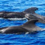 Whale Watching Catamaran in Costa Adeje (Including drinks & Sandwich) - Practical Tips for Your Trip
