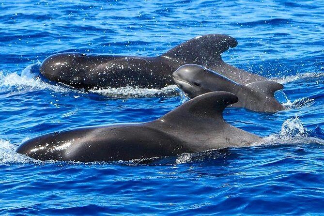 Whale Watching Catamaran in Costa Adeje (Including drinks & Sandwich) - Practical Tips for Your Trip