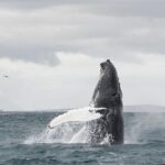 Whale Watching from Downtown Akureyri - Final Thoughts: Is It Worth It?
