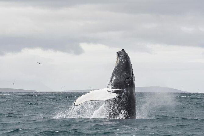 Whale Watching from Downtown Akureyri - Final Thoughts: Is It Worth It?